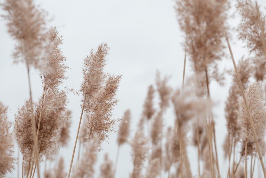 Dry Grass Closeup Photograph Print 100% Australian Made