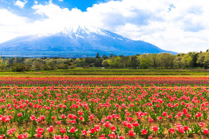 Floral Field Scenery Photograph Print 100% Australian Made