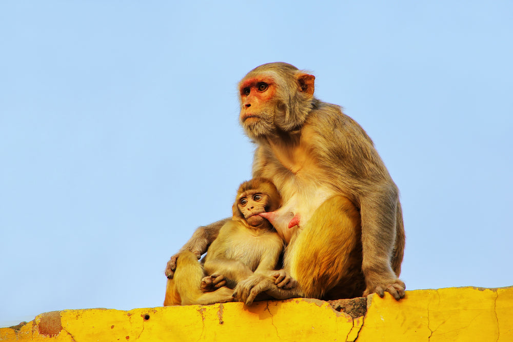 Baby Monkey Drinking Milk From Mother Photograph Print 100% Australian Made