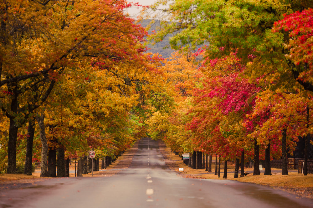 Road in Autumn Forest Photograph Home Decor Premium Quality Poster Print Choose Your Sizes