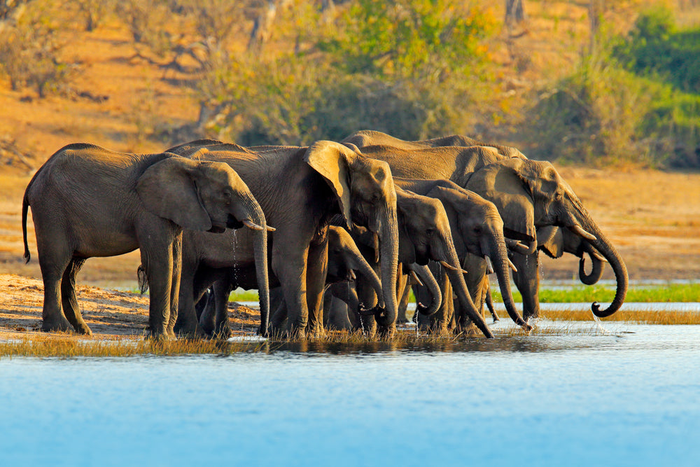 Elephants Near WaterStream Photograph Print 100% Australian Made