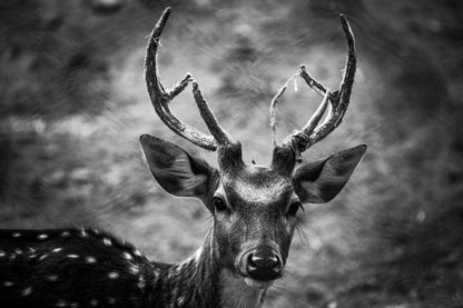 Deer Portrait B&W Photograph Print 100% Australian Made