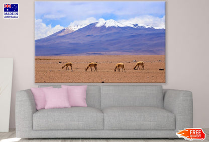 Deers Near Mountain Photograph View Print 100% Australian Made