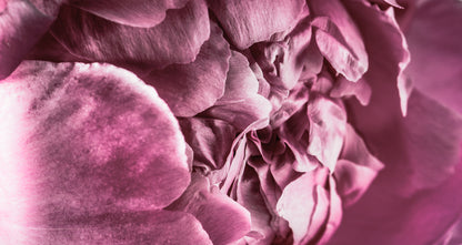 Pink Flowers Macro Photograph Home Decor Premium Quality Poster Print Choose Your Sizes