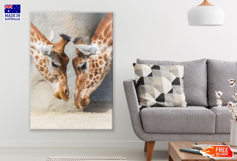 Giraffes Portrait Photograph Print 100% Australian Made