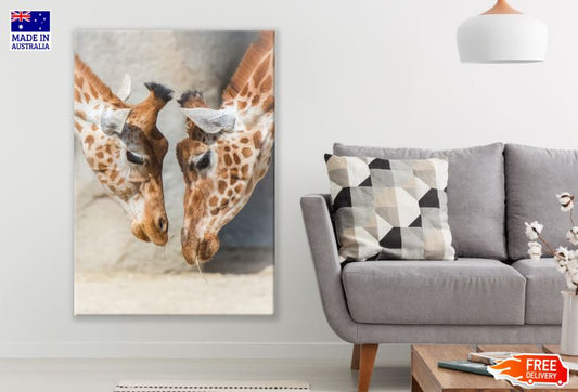 Giraffes Portrait Photograph Print 100% Australian Made