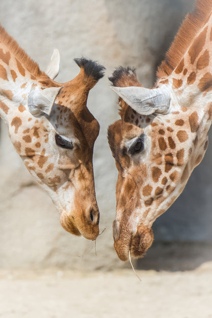 Giraffes Portrait Photograph Print 100% Australian Made