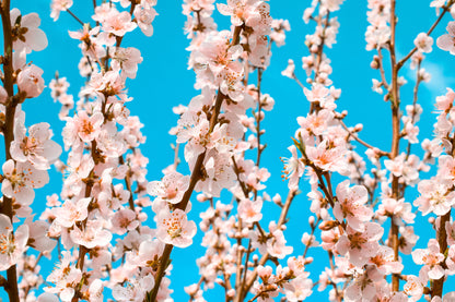 Cherry Flower Tree Photograph Print 100% Australian Made