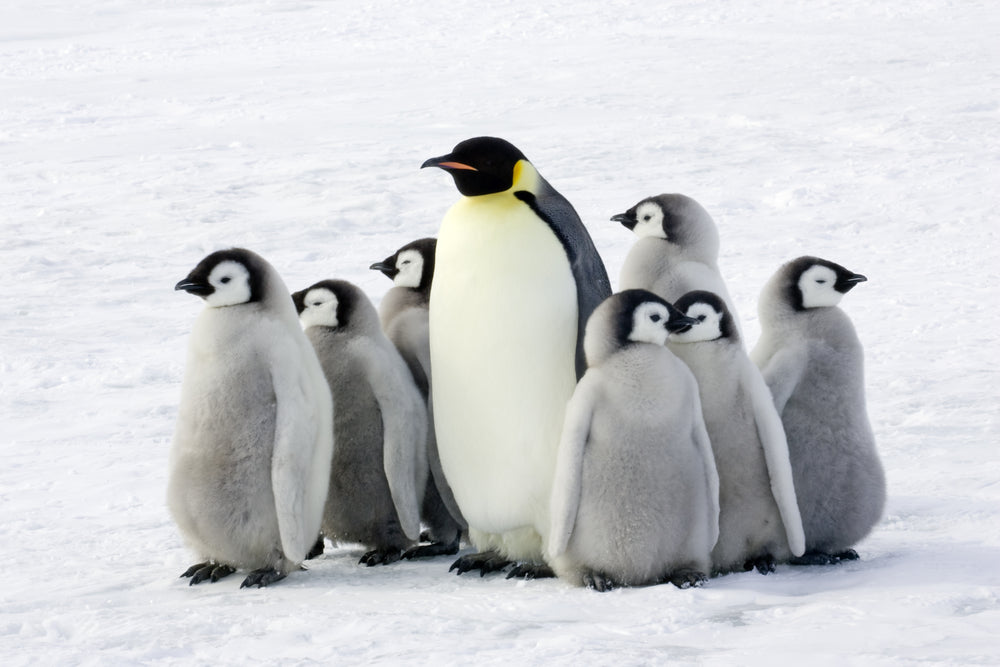 Penguins on Snow Photograph Print 100% Australian Made