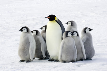 Penguins on Snow Photograph Print 100% Australian Made