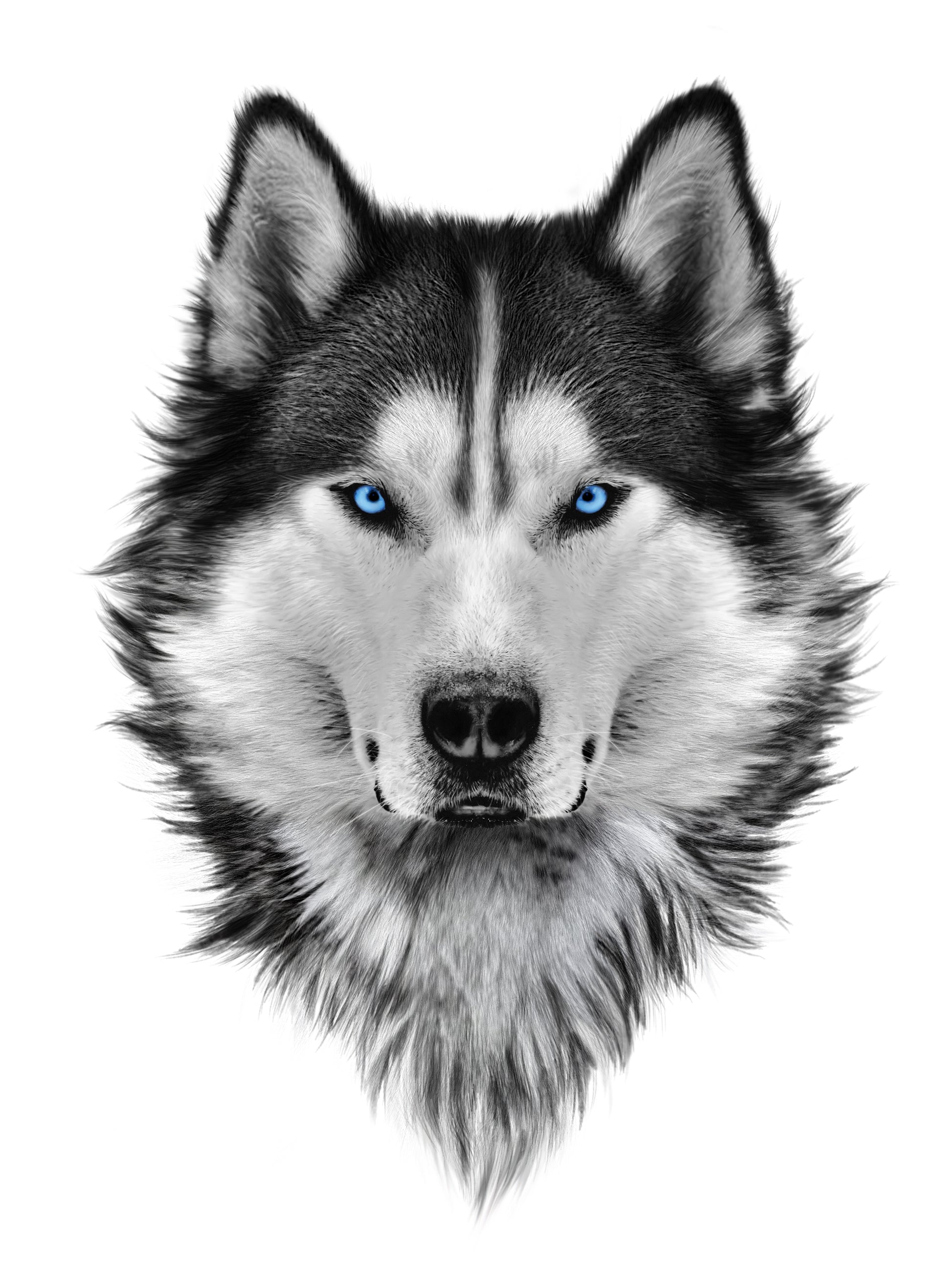 Siberian Husky with Blue Eyes Portrait Photograph Print 100% Australian Made