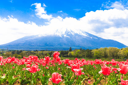 Red Floral Field Scenery View Print 100% Australian Made