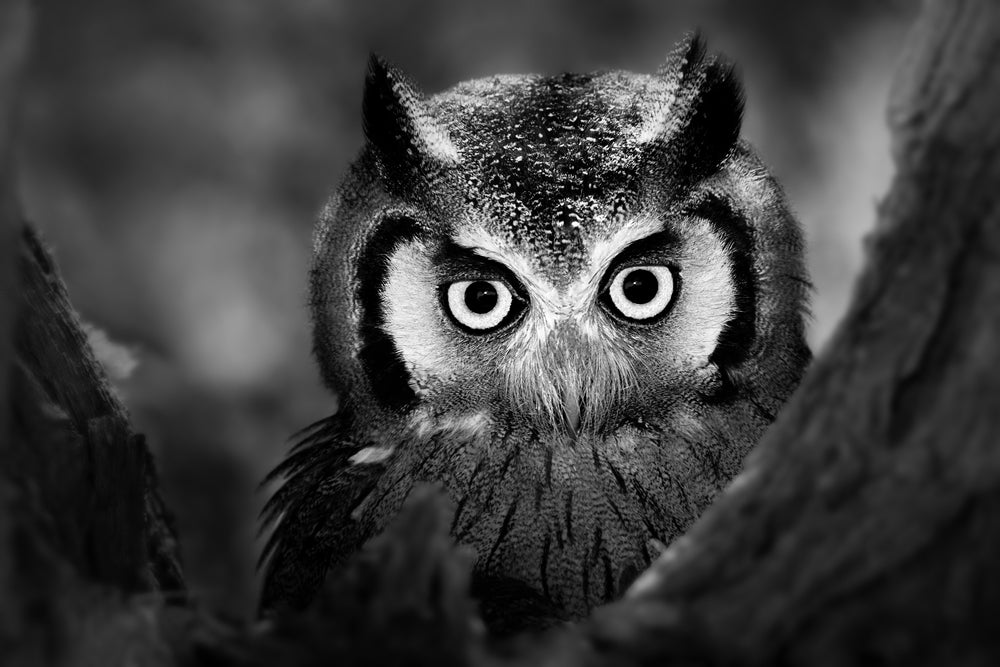 Owl Face Closeup B&W Photograph Print 100% Australian Made