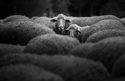 B&W Flock of Sheep Photograph Print 100% Australian Made