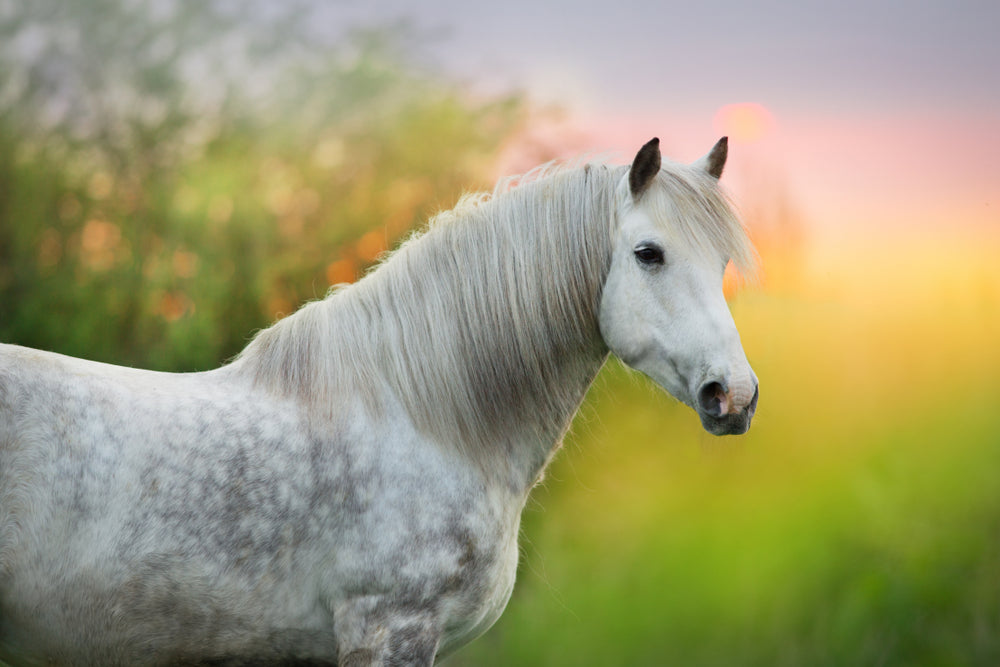 White Horse Portrait Sun set Print 100% Australian Made