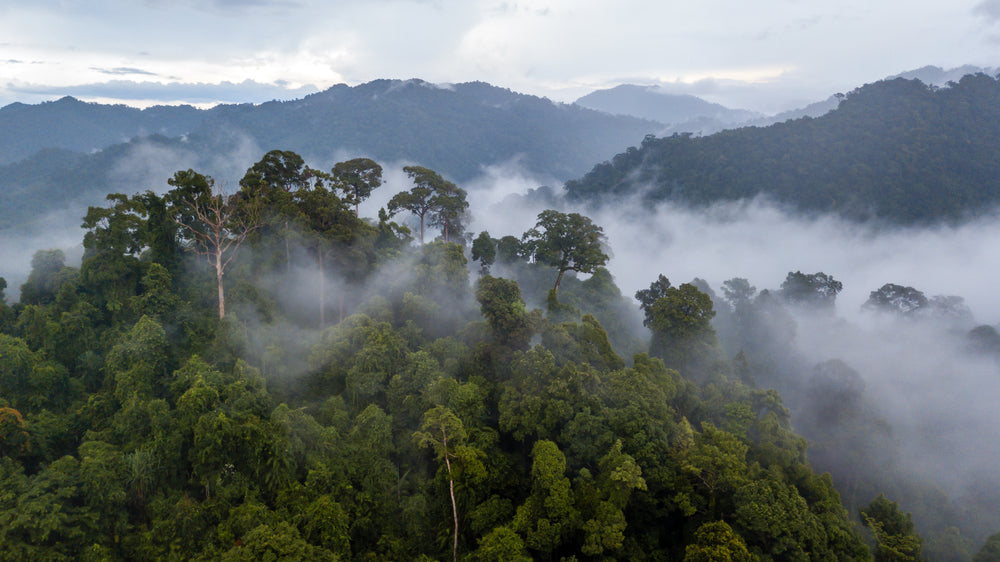 Forest Sky view Mist Print 100% Australian Made