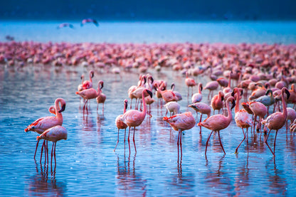 Flemingo Birds on a Lake Photograph Print 100% Australian Made