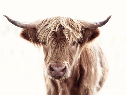 Brown Highland Cow Portrait Photograph Print 100% Australian Made