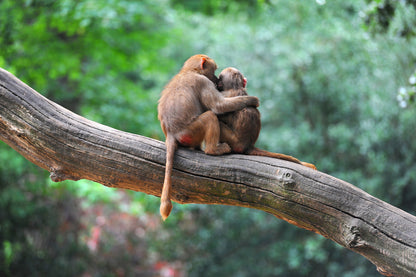 Monkeys on a Tree Branch Photograph Print 100% Australian Made