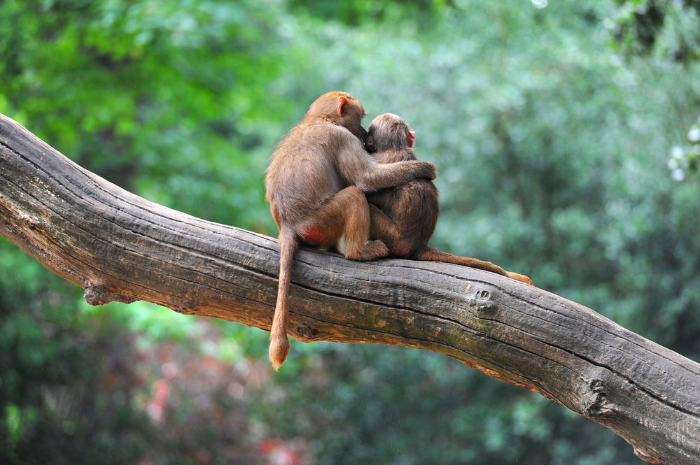 Monkeys on Tree Photograph Home Decor Premium Quality Poster Print Choose Your Sizes