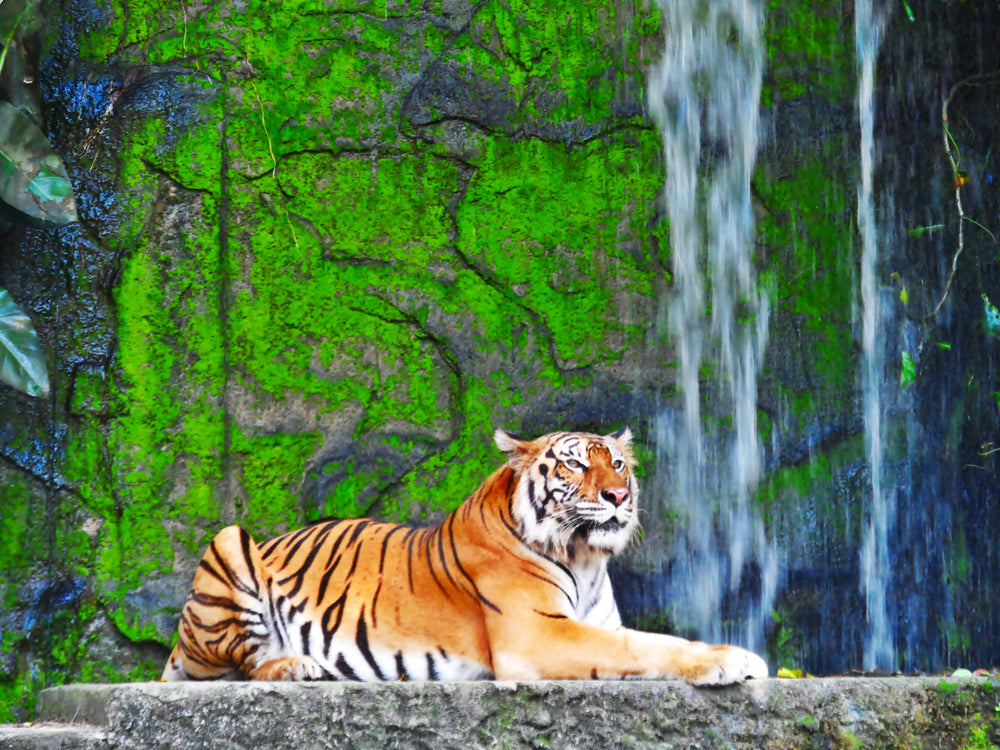 Tiger in Zoo Closeup Photograph Home Decor Premium Quality Poster Print Choose Your Sizes