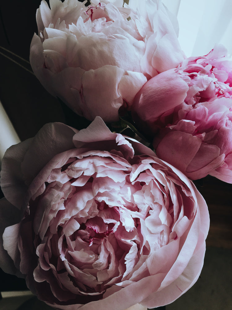 Pink Flowers Macro Photograph Home Decor Premium Quality Poster Print Choose Your Sizes