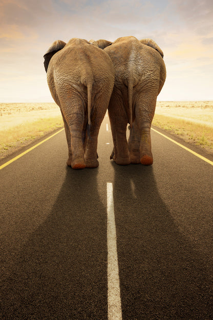 Elephants Walking on Road Photograph Print 100% Australian Made