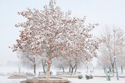 Snow Covered Park Photograph Print 100% Australian Made