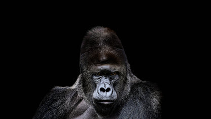 Gorilla Portrait Photograph Print 100% Australian Made