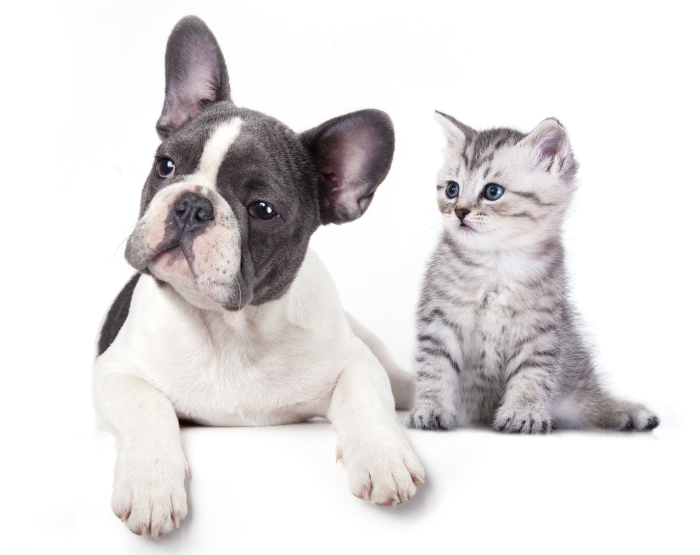 Puppy & Kitten Closeup Photograph Print 100% Australian Made