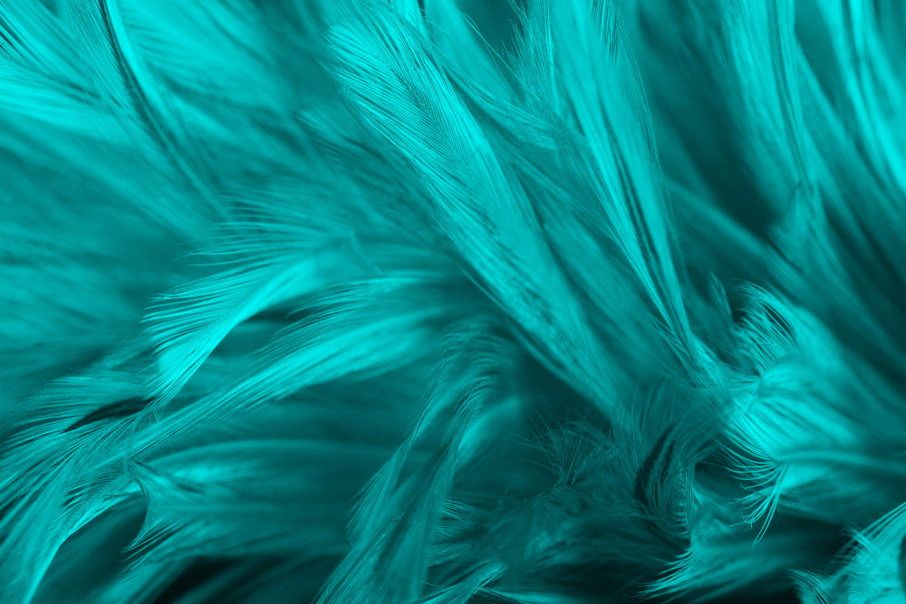 Blue Feathers Closeup Photograph Home Decor Premium Quality Poster Print Choose Your Sizes