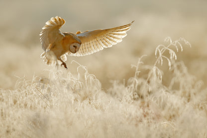 Flying Owl at Sunset Photograph Print 100% Australian Made
