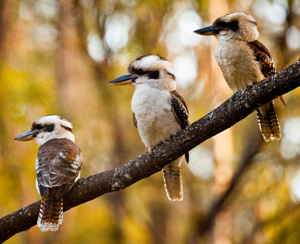 Australian Native Three Kookaburra Birds Photograph Print 100% Australian Made