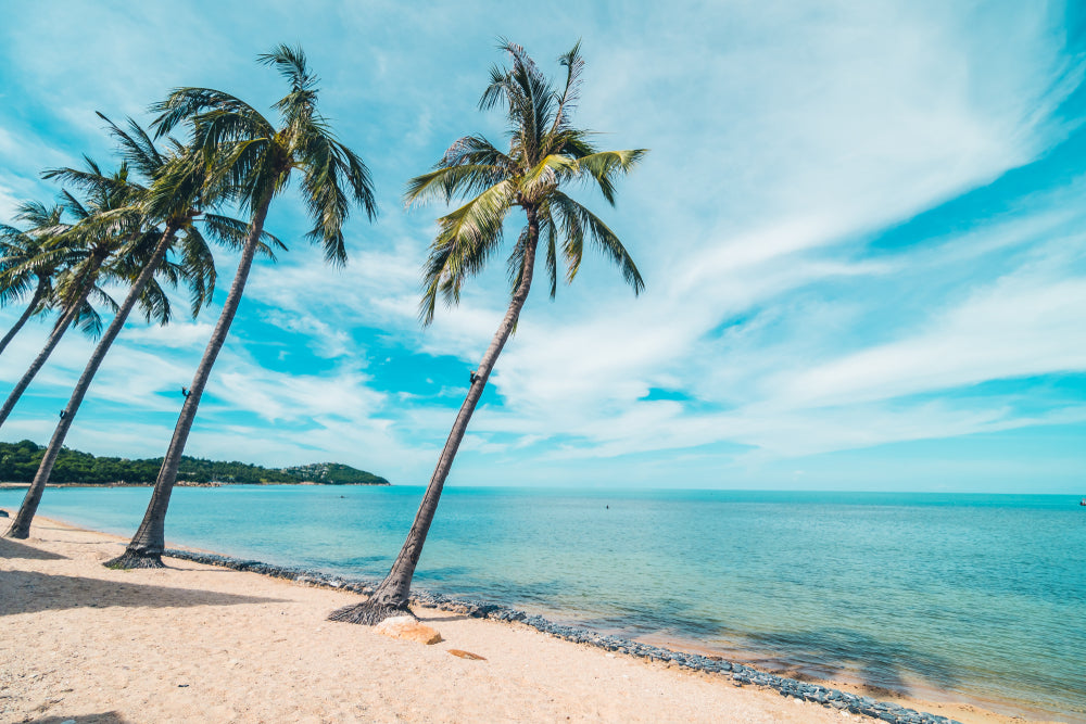 Palm Trees on Beach Photograph Home Decor Premium Quality Poster Print Choose Your Sizes