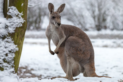 Australian Native Kangaroo ona Snow Ground Winter Photograph Print 100% Australian Made