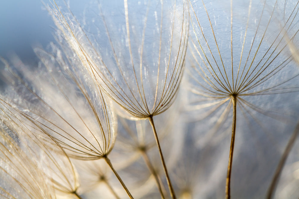 Dandelion Flowers Closeup Print 100% Australian Made