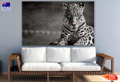 Leopard with Blue Eyes B&W View Print 100% Australian Made