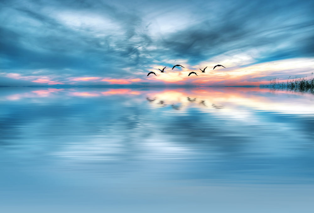 Bird Fly Over Sea Photograph Print 100% Australian Made