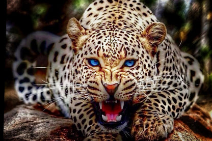 Leopard with Blue Eyes Photograph Print 100% Australian Made