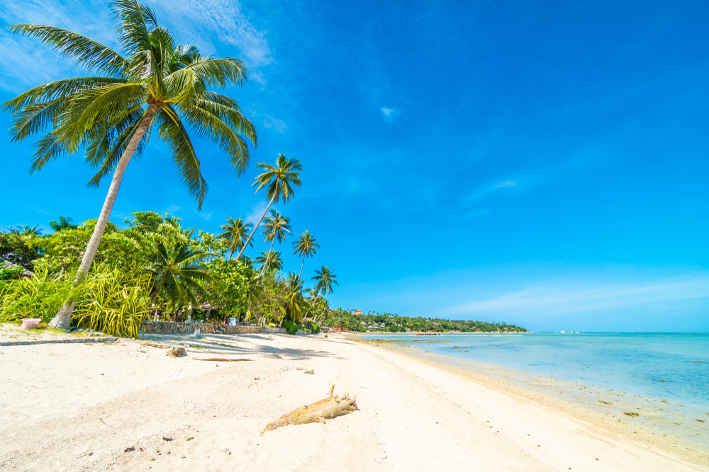Stunning Beach with Palm Trees Photograph Print 100% Australian Made