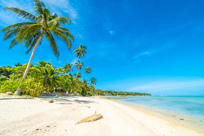 Stunning Beach with Palm Trees Photograph Print 100% Australian Made