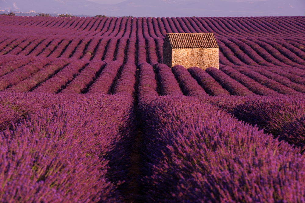 Lavender Field Scenery Photograph Print 100% Australian Made