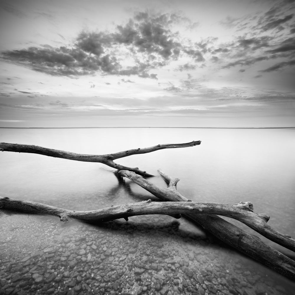 Square Canvas Tree Trunks on Sea Shore B&W Photograph High Quality Print 100% Australian Made