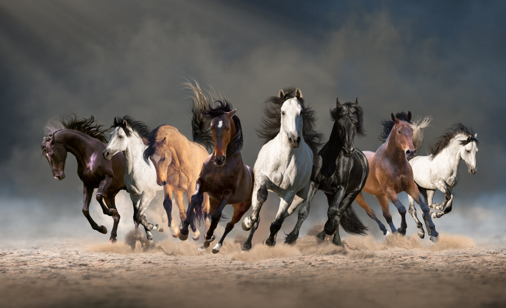 Horses Running On Sand Ground Photograph Print 100% Australian Made