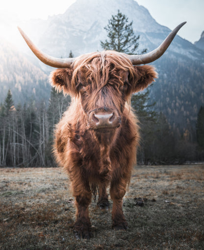 Highland Cow Closeup Photograph Home Decor Premium Quality Poster Print Choose Your Sizes