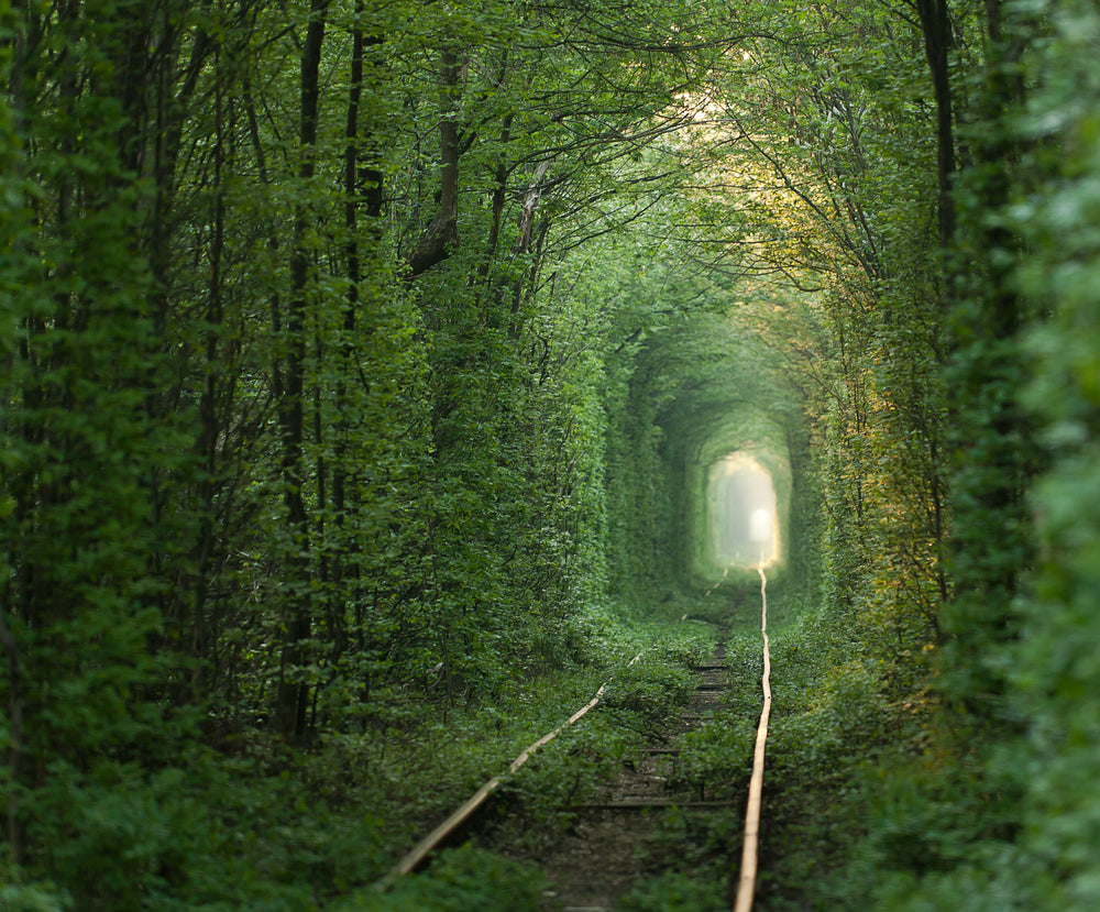 Rail Tracks Covered with Grass Photograph Home Decor Premium Quality Poster Print Choose Your Sizes