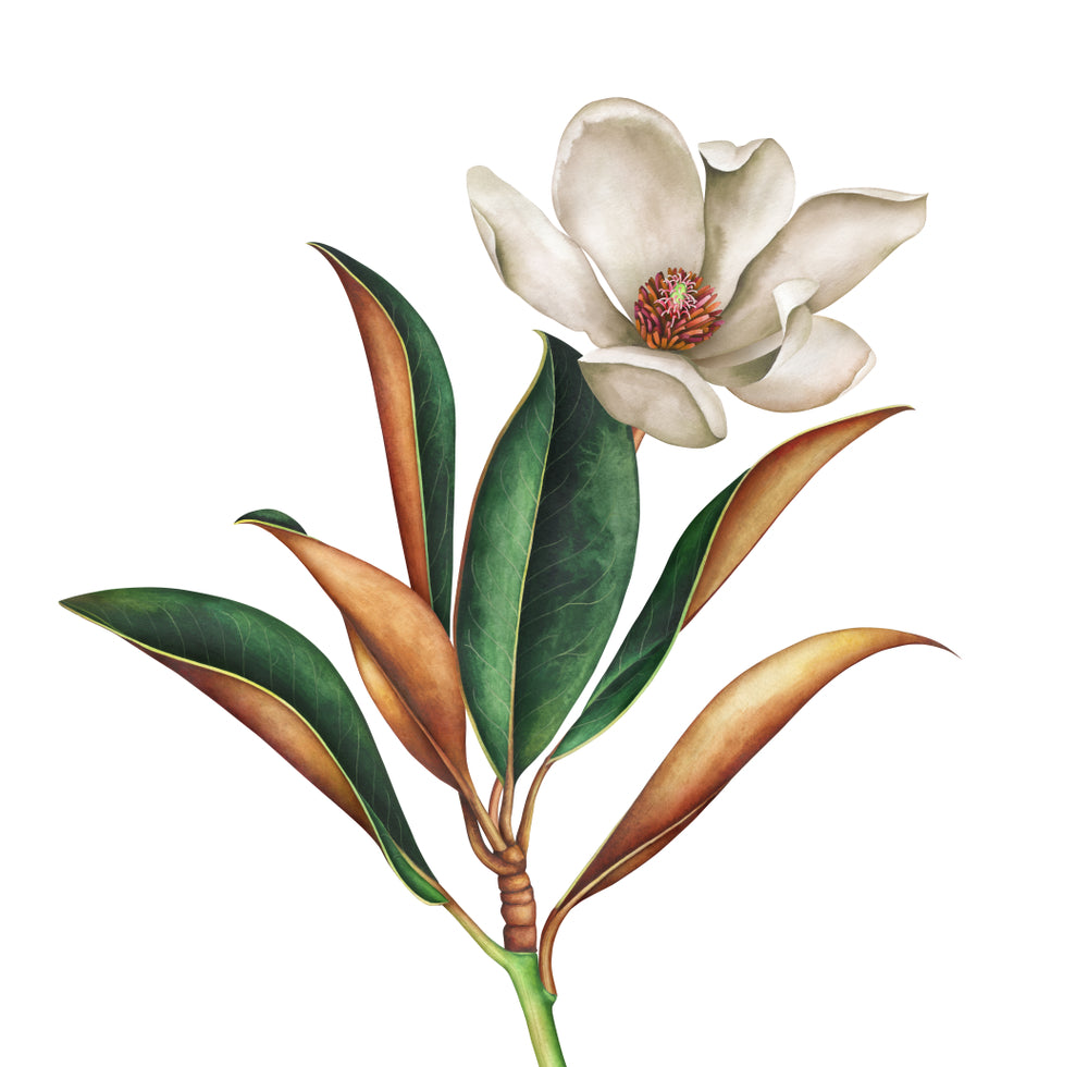 Square Canvas Colorful Flower Watercolor Painting High Quality Print 100% Australian Made