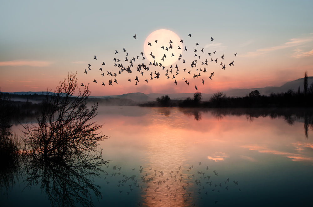 Birds Flying Over Lake at Sunset Photograph Print 100% Australian Made