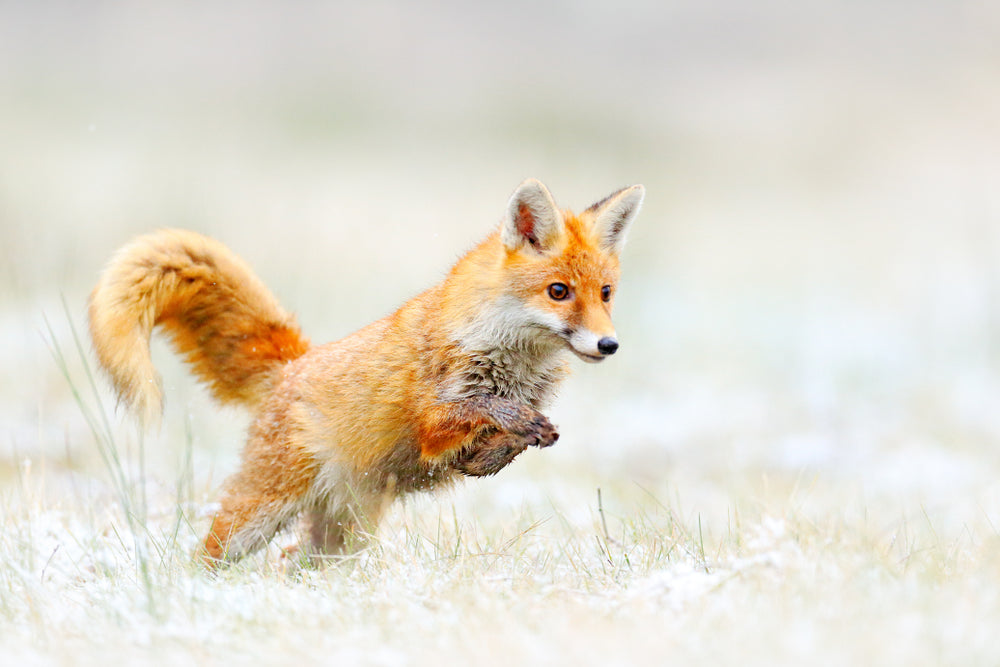 Running Fox in Grass Field Photograph Print 100% Australian Made