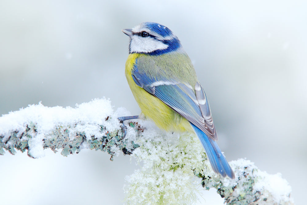 Blue Tit Bird on a Frozen Tree Branch Photograph Print 100% Australian Made
